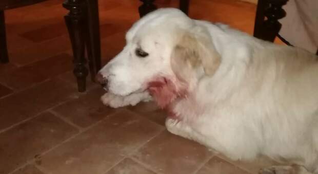 Assalito da un lupo, cane maremmano ferito a Osimo