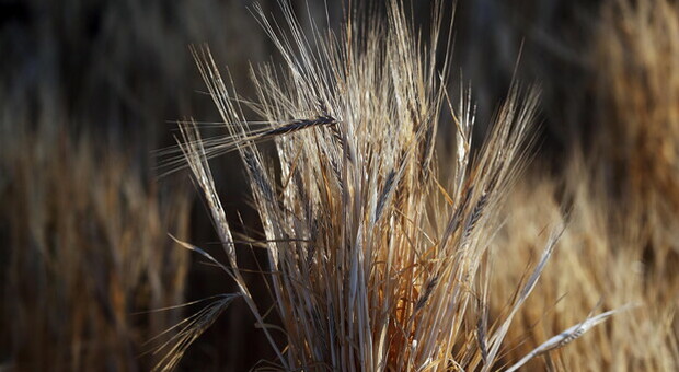 Ue, rischi raccolto, 25mln tonnellate grano lascino Ucraina