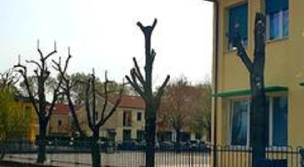 Alcuni alberi capitozzati in provincia di Treviso
