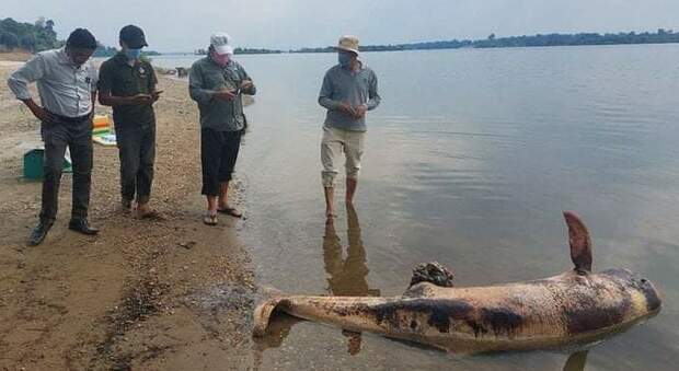 Morto il delfino solitario del fiume Mekong, era l'ultimo della sua specie