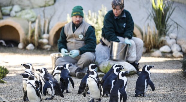Se l’assessore all’Ambiente adotta la cura del pinguino