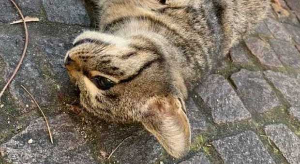 Gattino morto di paura per i botti di Capodanno: «Era sanissimo, ma il suo cuore non ha retto»