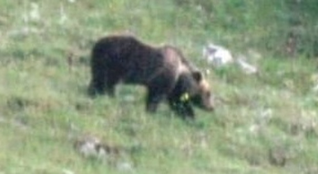 Scappa dal recinto, ma viene ripresa: la gita lampo dell’orsa Sonia a Campoli