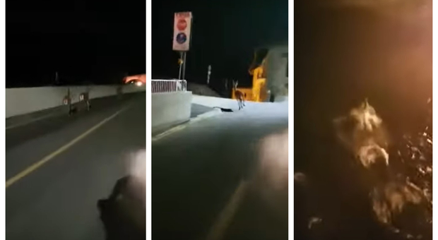 Insegue i cervi in motorino, gli animali terrorizzati si lanciano da un ponte di 30 metri