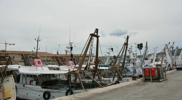 Maxi sequestro di vongole in porto, Mengoni (Cogevo): «Pescatori estranei, sanzioni ai commercianti all'ingrosso»