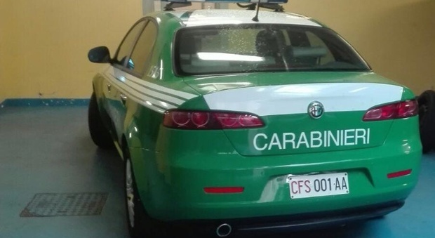 Un'auto del Gruppo Carabinieri Forestale