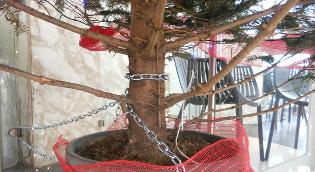 Napoli - L'albero con la catena alla stazione della Cumana di Fuorigrotta