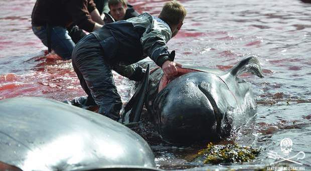 La strage delle balene alle Faroe Islands (immagine pubblicata da Sea Shepherd)