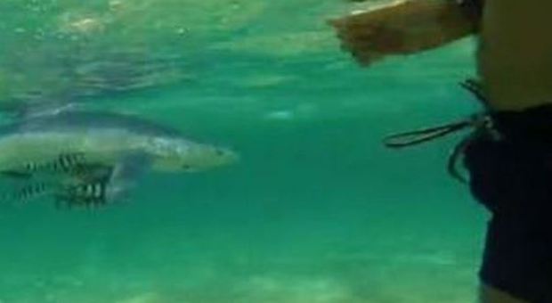 Sardegna, squalo a riva salvato dai bagnanti VIDEO