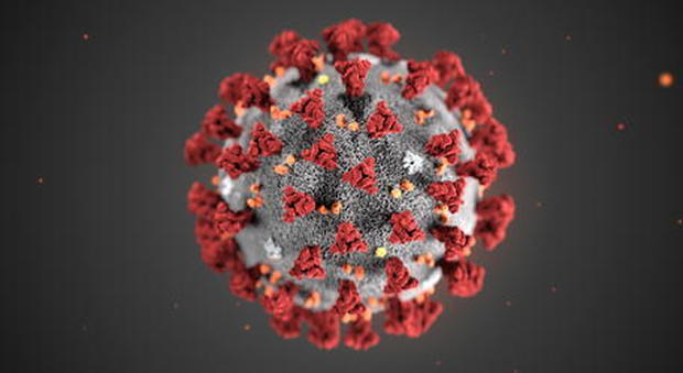 Coronavirus, dalla “A” di antivirali alla Z di “Zibetto”: ecco l'alfabeto del virus