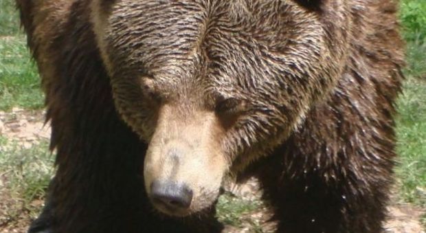 Aggredito da un orso, l'ordinanza: “Se pericoloso si può abbattere”