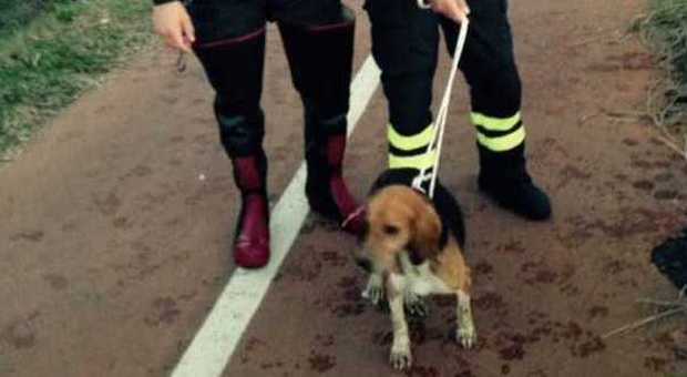 Rieti, i vigili del fuoco recuperano cane caduto in un canale d'irrigazione