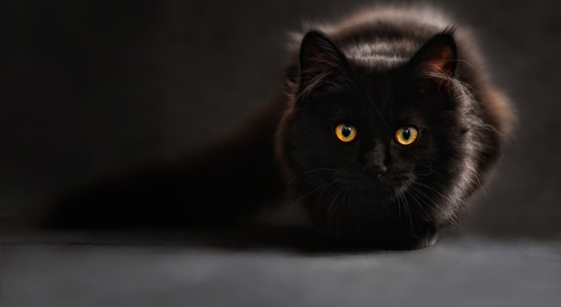 Regno Unito, misteriosa scomparsa di sette gatti neri da due villaggi dello Yorkshire