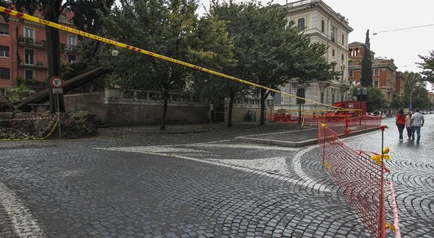Crollano alberi a Roma, la cura è low cost: «Due euro a controllo»