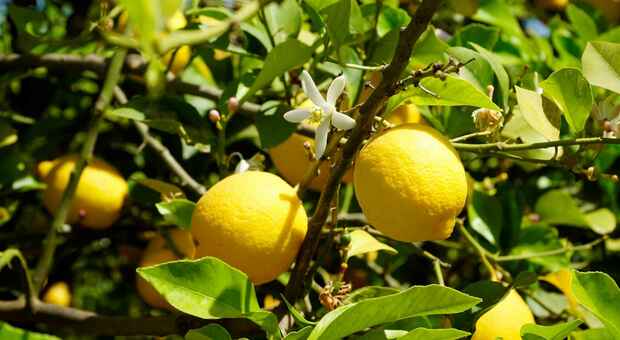 Limone, per oltre 1 italiano su 2 è il segreto della felicità: alleato della cucina e del benessere, è tra gli agrumi più amati