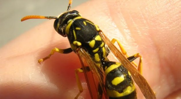 Punto al collo da una vespa: piomba a terra in choc anafilattico