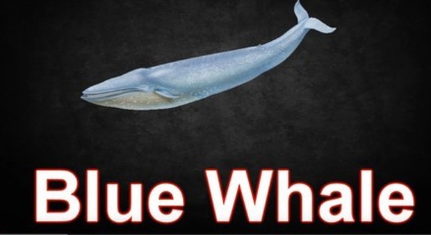 Tagli sulle braccia: follia Blue Whale in una Media