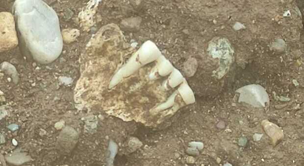 Ossa umane sul terreno in cimitero. Parte di mandibola con alcuni denti