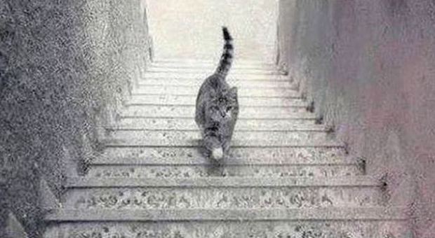 Il catgate divide il web: il gatto sale o scende le scale?