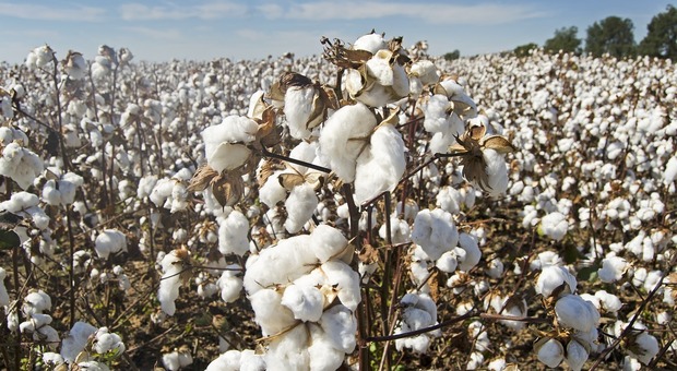 «Zara e H&M, cotone sostenibile? No, è frutto della deforestazione illegale in Brasile»: la denuncia dell'ong inglese