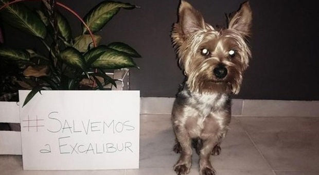 Soppresso Excalibur, il cane dell'infermiera malata di Ebola. Inutile la campagna sul web