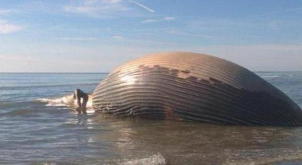 La carcassa della balena rischia ​di esplodere: spiaggia chiusa