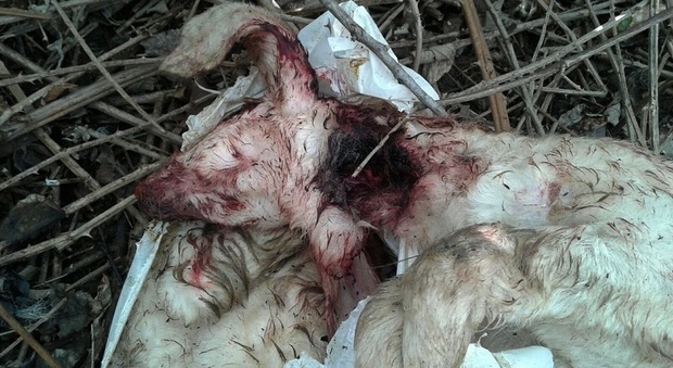 Orrore nei boschi: trovati morti agnellini sgozzati e senza testa