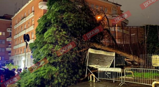 Maltempo a Roma, enorme pino abbattuto dal nubifragio: tragedia sfiorata a Prati