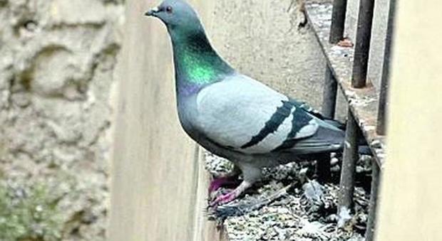 Problemi sanitari e danni ai monumenti: nessuno frena l'invasione dei piccioni