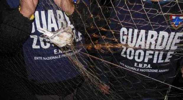 Villa Literno. Bracconieri fuorilegge, l'Enpa salva 40 uccelli dalle reti  abusive dei cacciatori