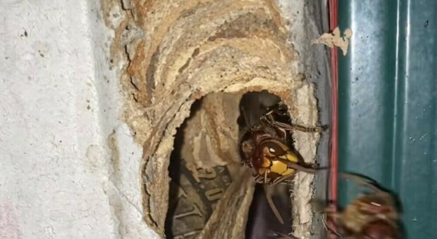 Il nido di vespa Crabro rinvenuto in una magazzino agricolo a Riano