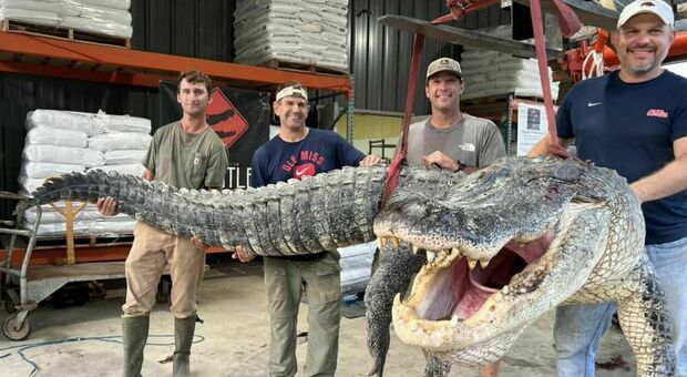 Nuovo record, catturato coccodrillo di oltre 4 metri e 363 chili: «Avevamo l'adrenalina alle stelle»