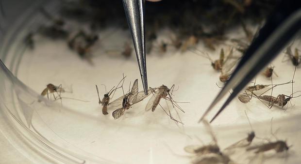Zika, nuove linee guida Oms Sesso vietato più a lungo