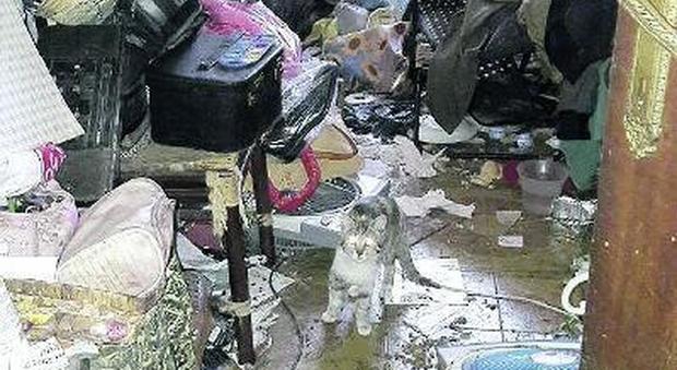 Appio, presa la serial killer dei gatti: viveva tra rifiuti e carcasse di animali