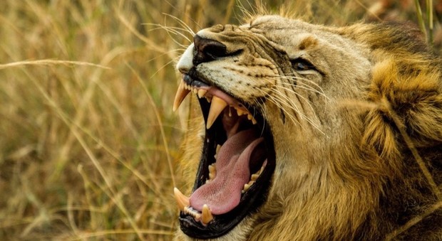 Bracconieri sbranati dai leoni: «Entrati clandestinamente nella riserva, troppi pochi resti per capire quanti fossero»