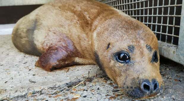 Freddie, la foca star del Tamigi uccisa da un cane, Londra si mobilita per assicurare la proprietaria alla giustizia