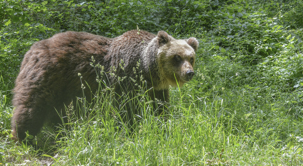 Un altro orso bruno muore durante la cattura nel parco dell'Abruzzo