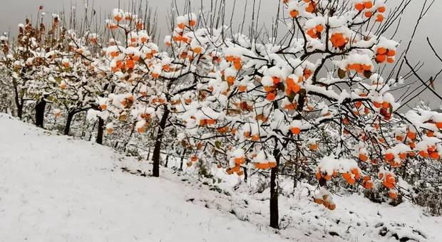 Nevicate anche a bassa quota e sugli Euganei, le Dolomiti preparano gli impianti