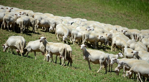 Festa della Transumanza: in arrivo a Rieti 6000 pecore