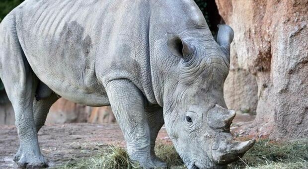 Morto il rinoceronte Toby, era il più anziano al mondo in cattività (nel parco Natura Viva di Bussolengo): aveva 54 anni