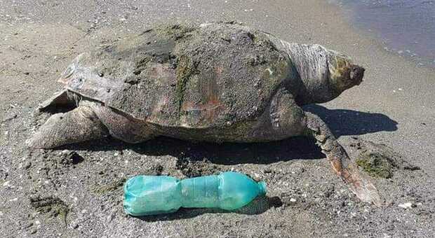 Tartaruga della specie "Carretta carretta", trovata morta sulla spiaggia di Licola