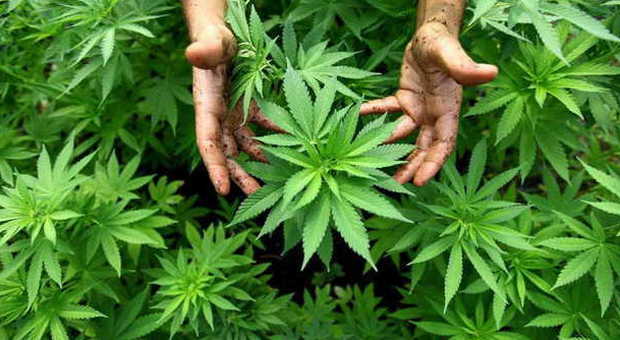 Due ventenni nei guai: entrano in una tenuta per coltivare marijuana