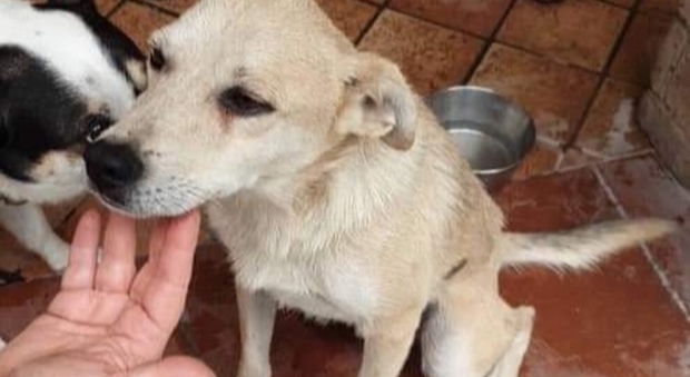 Domenica di paura a Bacoli: cane precipita in un dirupo, salvato dai vigili del fuoco