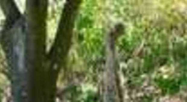 Choc: cane impiccato ad un albero. Taglia da 10mila euro per i responsabili