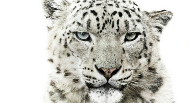 Salviamo il leopardo delle nevi: ne restano solo 4mila