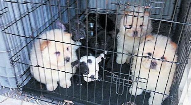 Cuccioli sequestrati da salvare nel Napoletano: al via le domande di affido