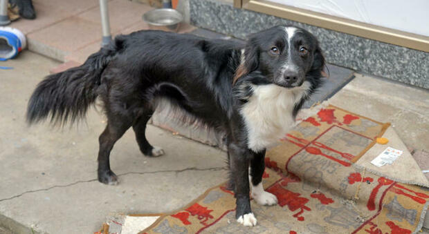 Il padrone è ricoverato da due mesi per coronavirus, il cane Billy lo aspetta davanti alla porta di casa