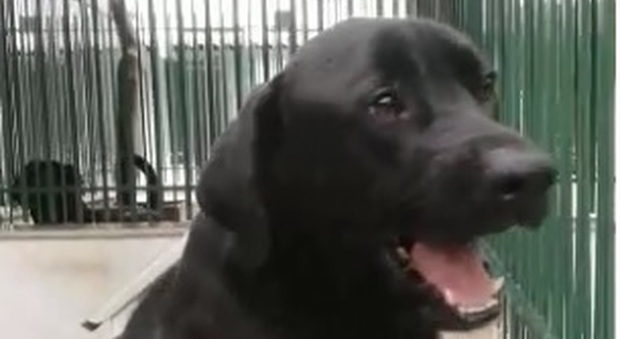 Labrador nero 1 anno, lei si sposa e lo molla in canile: mio marito odia i cani!