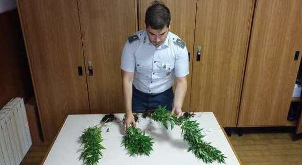 Recanati, scoperta dalla Finanza marijuana coltivata in un campo