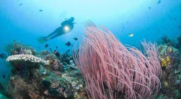Inquinamento, scoperto il killer delle barriere coralline: è la crema solare
